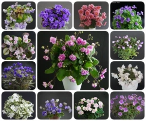 10 hojas de mi elección/10 hojas de mi elección violeta africana de Estados Unidos - Imagen 1 de 1