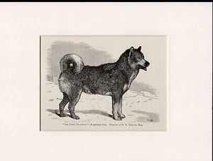 ESQUIMAUX HUSKY SCHLITTENHUND ALT ANTIK 1887 BENANNTER DRUCK GRAVUR FERTIG MONTIERT - Bild 1 von 1
