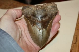4 1/2 INCH MEGALODON SHARK TOOTH TEETH FOSSIL M2 - Picture 1 of 4