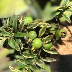 Grafteed Guava Mini Variegated Fruit Tree Free Phitosanitari - Picture 1 of 6