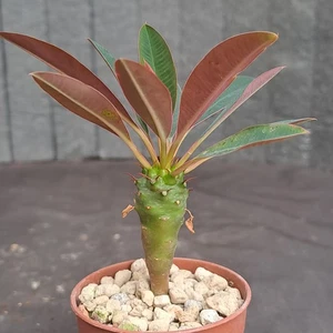 Euphorbia pachypodioides (Madagaskar) Caudex caudiciform SELTENE PFLANZE ebay-55 - Bild 1 von 9