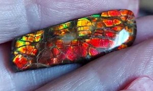 Ammolite Ammonite Coated Stone 29.5x10x3.2mm #13532 - Picture 1 of 4