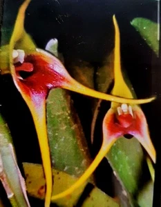 Orchid Masdevallia Atahualpa - Picture 1 of 8