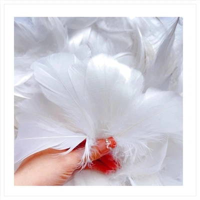 Federn 300 Stück Weiß Bastelfedern für DIY Hochzeit Schmuck Dekoration - Bild 1 von 4