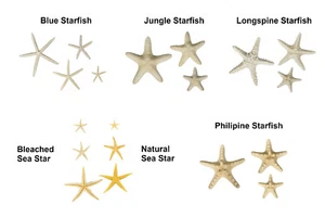 CalCastle Craft 3 Piece Natural Real Dried Starfish MANY SPECIES AND SIZES - Picture 1 of 21