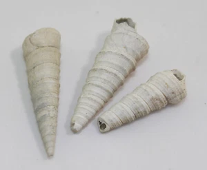 Schnecke, Turitella sp., Tertiär, Miozän, Beaufort County, N.C., USA -b4 - Bild 1 von 6
