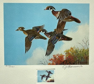 1978 Wisconsin First of State Duck Stamp Print with Stamp - NEVER FRAMED - Picture 1 of 17
