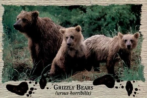 POSTCARD Grizzly Bears (Ursus Horribilis) of Rocky Mountains Printed Back UNP - Picture 1 of 2
