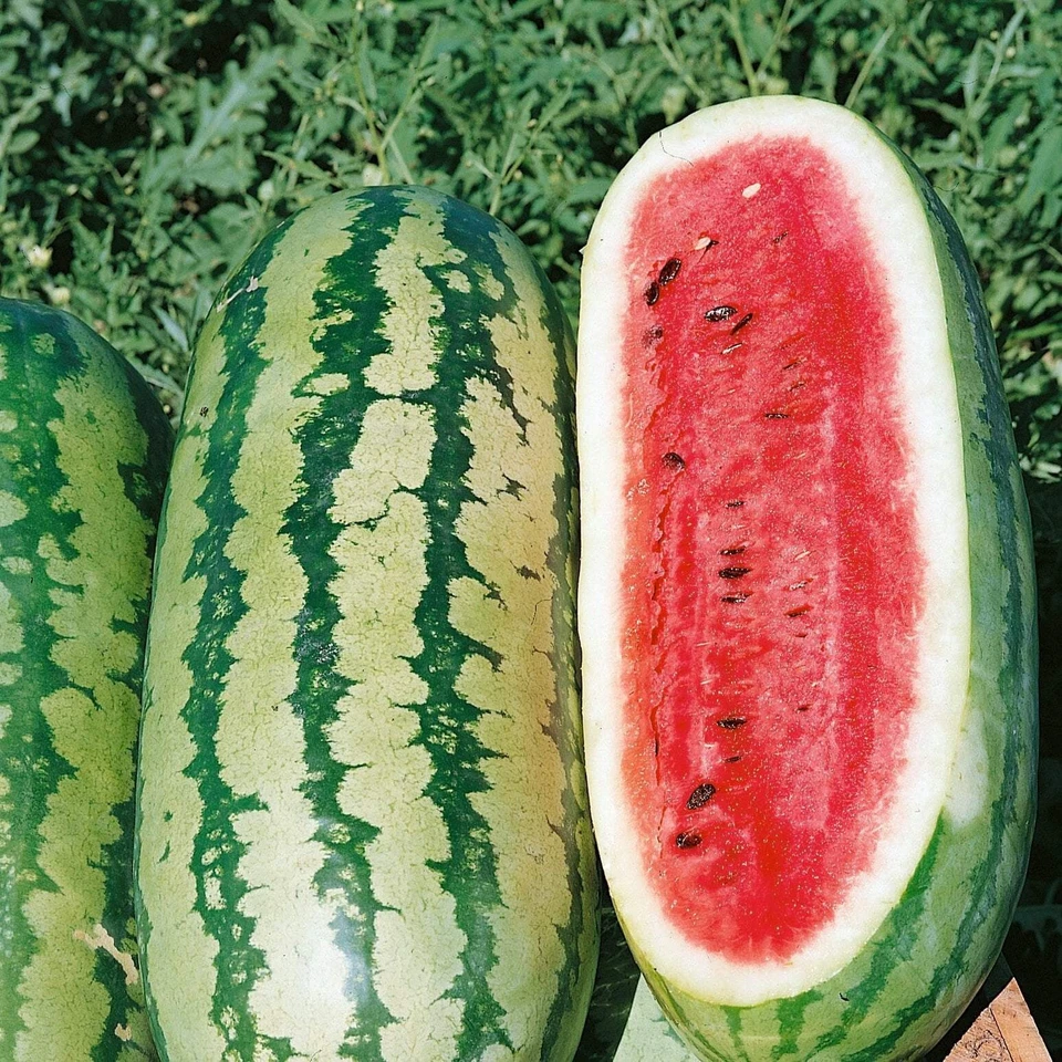 40 Watermelon Seeds - Georgia Rattlesnake Heirloom - NON-GMO - Always Fresh Seed - Image 1 of 1