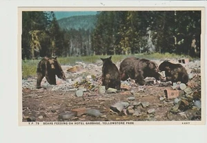 POSTKARTE BÄREN FÜTTERUNG VON HOTELMÜLL YELLOWSTONE NATIONAL PARK WYOMING - Bild 1 von 2