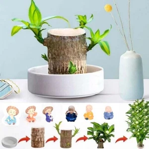 Mini Brazil Lucky Wood Green Plant Hydroponic Stump Purifying Air Desktop Plants - Picture 1 of 30
