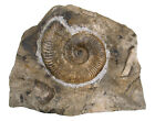 Lias Standstück mit Grammoceras fallaciosum Ammonit  Schönberg  Balingen  KE10-6
