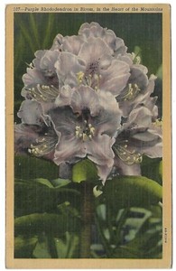 VTG Post Card - Purple Rhododendron in Bloom, in the Heart of the Mountains