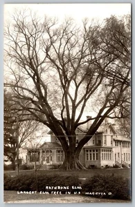 RPPC Postcard Rathbone Elm Largest Elm Tree in the U.S. Marietta Ohio *A3398 - Picture 1 of 2