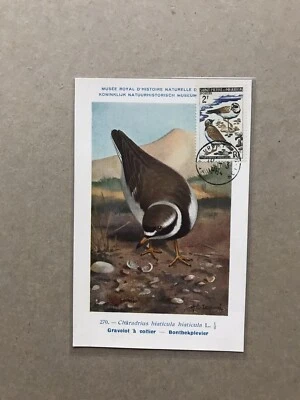 St Pierre Miquelon 1964 Bird Maximum Card +Ringed Plovers #364 +Scarce +Uncommon - Image 1 of 2