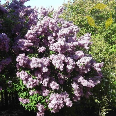 LILAC Syringa Vulgaris - 20+ SEEDS - Image 1 of 4
