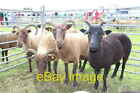 Photo 6X4 Manx Loaghtan Sheep Ovis Aries The Manx Loaghtan Is A Breed O C2016