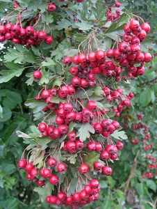 BIANCOSPINO INGLESE (Crataegus Laevigata) - 100/250/600 semi + Regalo - Foto 1 di 4