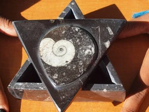 Vitrina con 400 Millones de Años ORTHOCERAS y Fósiles de Cáscara de Amonita - Imagen 1 de 4