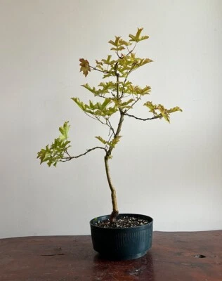 Field Maple bonsai tree - Acer Campestre (outdoor) Actual tree - Image 1 of 2