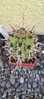 Cereus chiloensis var. panhoplites GM 1856, rzadki RZADKI!!! własne korzenie!