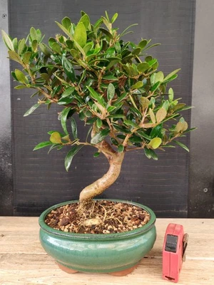 bonsai  olivo  h 38 cm visita il negozio - Immagine 1 di 4
