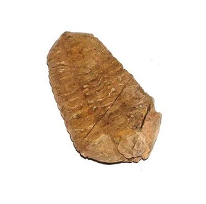 FOSSIL 500 Million Years Old Morocco TRILOBITE #29 - Picture 1 of 1