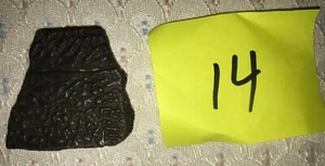 Fossilized Turtle Shell Fragment from Florida, Pleistocene Epoch (14) - Picture 1 of 3