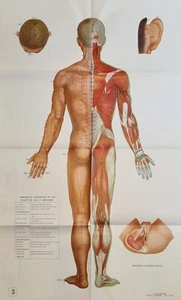 Rare Vintage Large Anatomical Chart Chinese Medicine No. 3 Muscles Acupuncture - Picture 1 of 5