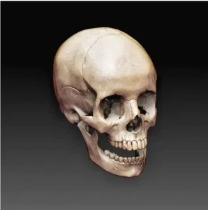 1/35 Scale Resin Skull Accessory Unpainted  10PC - Picture 1 of 2