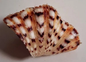 Sea shell Bivalvia hippos 62.8mm, gem, nice pattern body, perfect - Picture 1 of 4