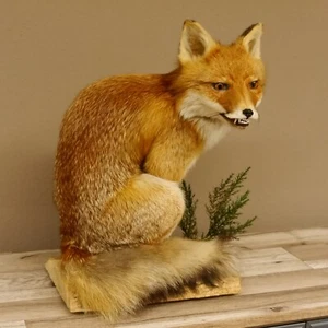 Fuchs Rotfuchs sitzend echten Zähnen Präparat Tierpräparat Tiertrophäe 89.8.172 - Bild 1 von 8