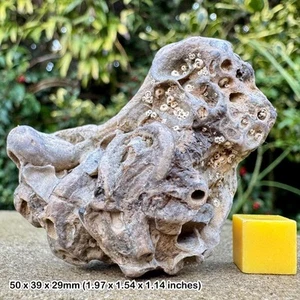 Fossile Wurmröhre - Serpulid Cycloserpula intestinalis, Jurassic Kimmeridge - Bild 1 von 2