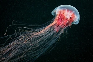 Fototapete VLIES-QUALLE-(6106S)-Jellyfish Sealife Leben im Meer XXL - Bild 1 von 3