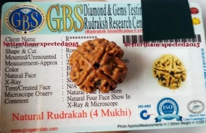 ENERGIZED 4 Mukhi Rudraksha Four Face Rudraksh Bead Nepali 20-22MM LAB CERTIFIED - Picture 1 of 3