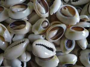 50 x Natural Sea Shell Beads Black & White Cowry Cowrie Back Cut 13-17mm (S042) - Picture 1 of 5