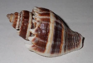 Caracola Melongena Corona Seashell 55 mm PATRÓN OSCURO #AJ1 de Carrabelle - Imagen 1 de 4