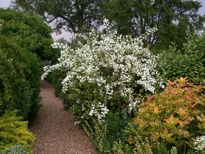 Philadelphus 'Virginal', Duftjasmin, weiß, 40–60 cm - Bild 1 von 4