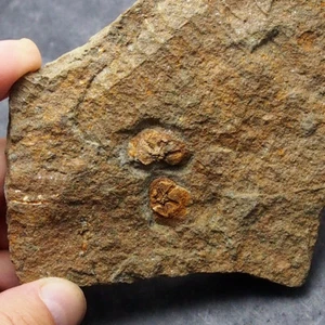 Edrioasteroid Isorophus africanus Echinoderms Ordovician Fossil Fossilien - Picture 1 of 7