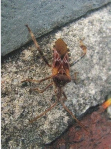 Assassin Bug - Picture 1 of 2
