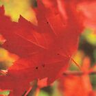 Maple Leaves New England MA Boston Massachusetts UNP Chrome Autumn Postcard