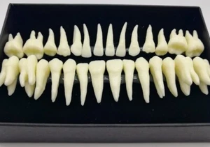 28* Resin Dental Permanent Teeth Model Discrete tooth model with root Simulation - Picture 1 of 5