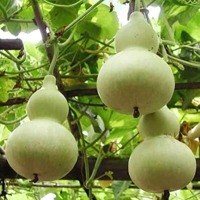 5+  Martin Birdhouse Gourd Seeds, Heirloom, Non-GMO, Genuine USA, Great Deal - Image 1 of 2