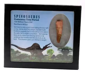 Spinosaurus Dinosaur Tooth Fossil 1.949 inch w/ Info Card 17906 - Picture 1 of 4