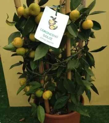 SÜSSE ZITRONE / Citrus Limetta 10 FRISCHE SAMEN - Bild 1 von 2