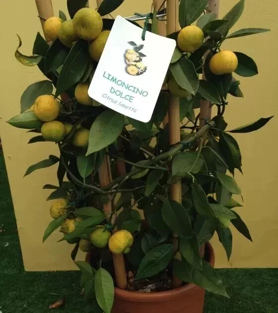 SÜSSE ZITRONE / Citrus Limetta 10 FRISCHE SAMEN - Bild 1 von 2