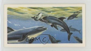 1974 Brooke Bond The Sea: Our Other World Tea Dolphins #26 7ut