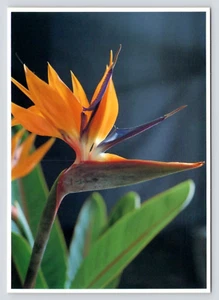 Beautiful Birds of Paradise Flowers Hawaii HI VTG Unposted Continental Postcard - Picture 1 of 2