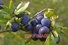 PHOTO  SLOE FRUIT OF THE BLACKTHORN (PRUNUS SPINOSA) WHAT TO DO WITH A SLOE.PICK