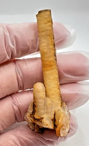 RARE Indo Agate "Fossil Bamboo" Stalactite Crystal - Pearl-Like Gem 13g - Picture 1 of 9